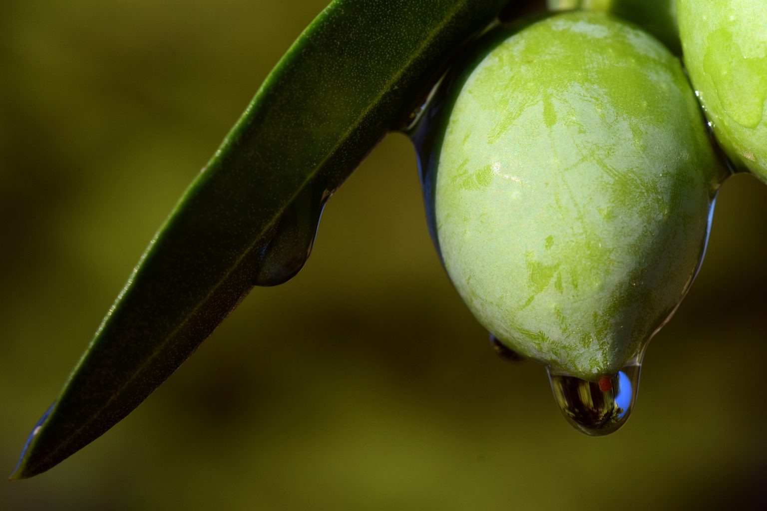 A Castelvetrano la prima edizione del Nocella fest